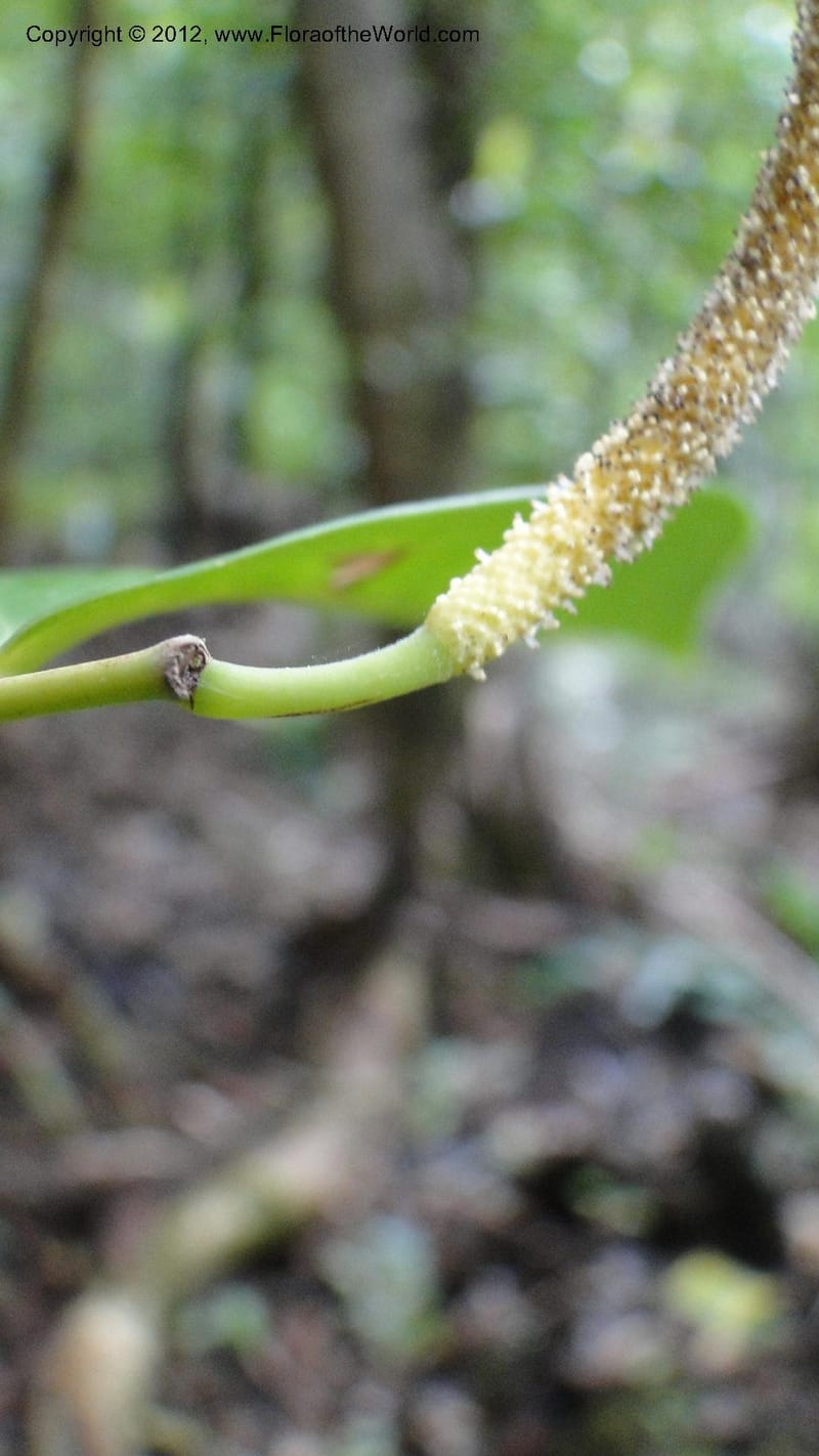 Piper pyrifolium, A. Ramahefaharivelo 163--Madagascar. Ambolotara. Ambodini, Vatovavy. 3 May 2010 112 (15).jpg