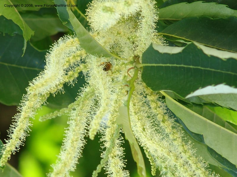 Pendent male catkins and foliage with a visiting bee