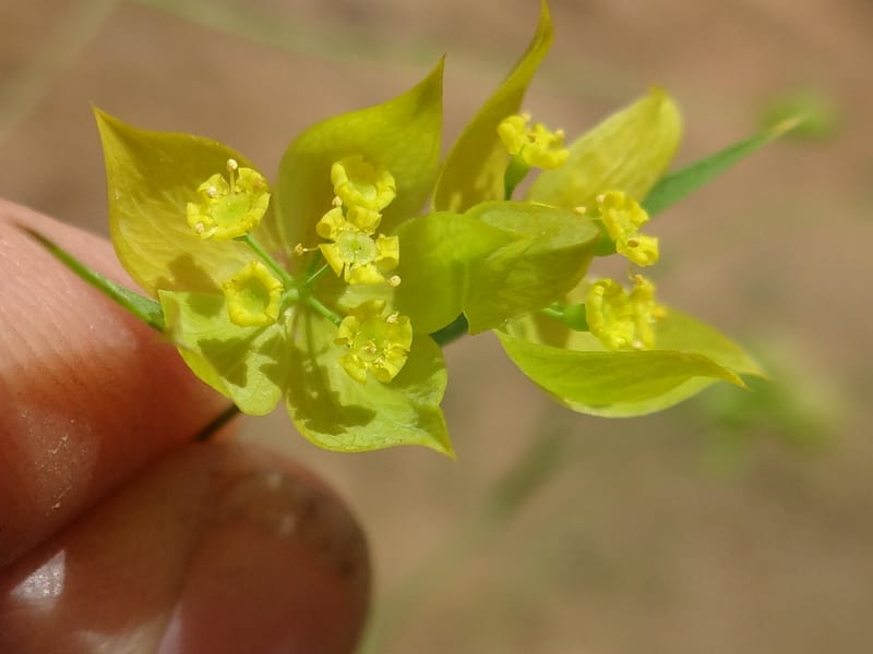 Bupleurum--Kurdistan. Tawailla. Stop 3. 22 May 2013. DSC04827 (11).JPG