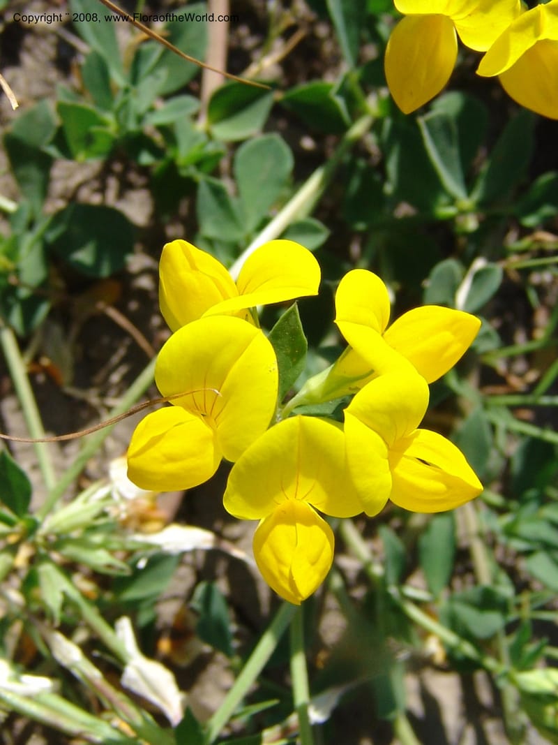 Lotus corniculatus, CDavidson10964--ID. Valley Co. For Serv Rd. 432, to Crestline Trail.  25 Jul 06. 008.jpg