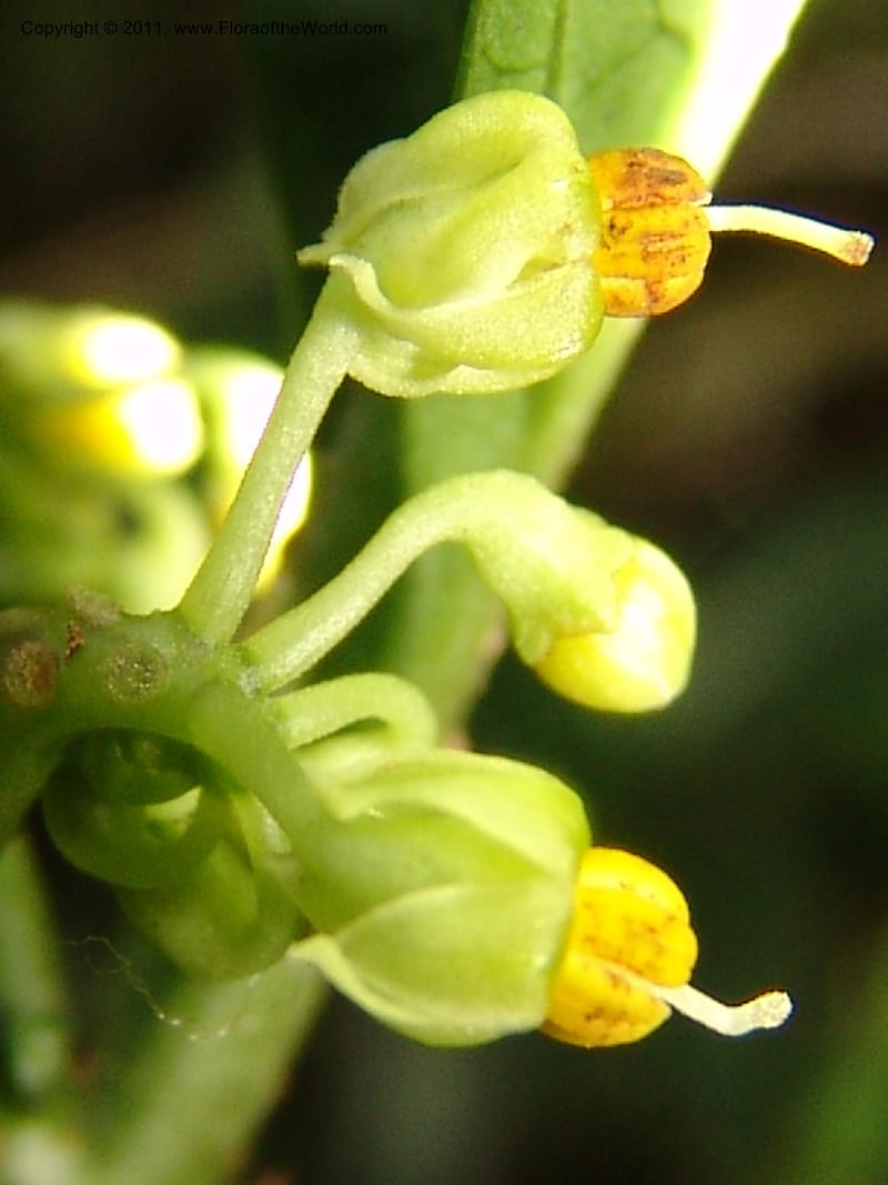Solanum anceps, R. Vasquez 33006--Peru. Pillcopata. Qbda Pini Pini. 29 Oct 07. 666 (19).jpg