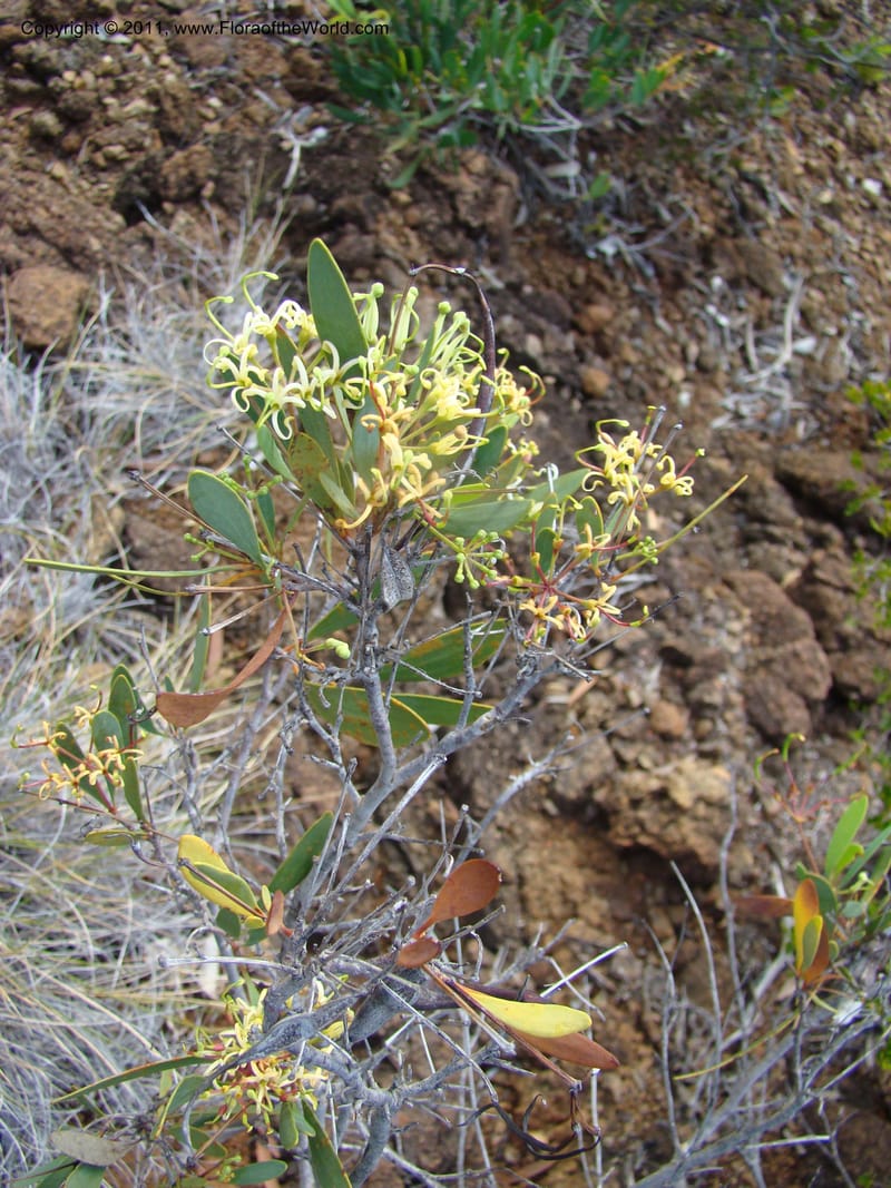 Stenocarpus, Munzinger, J 4738--New Caledonia,  Prov du Nord, Mine de Poum, 12 Nov 2007,  (3).jpg