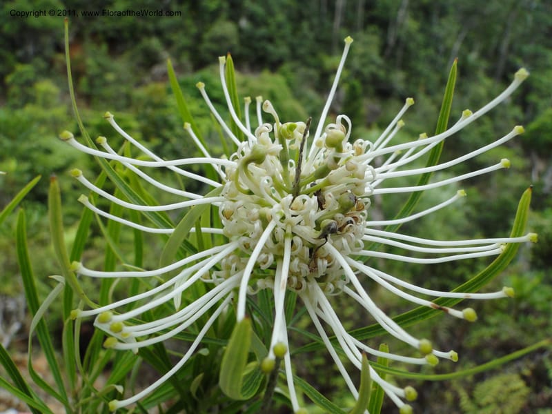 Grevillea exul, M. Callmander 809--New Caledonia. Mont Dore. 20 Jan 2010. 1361 (6).JPG