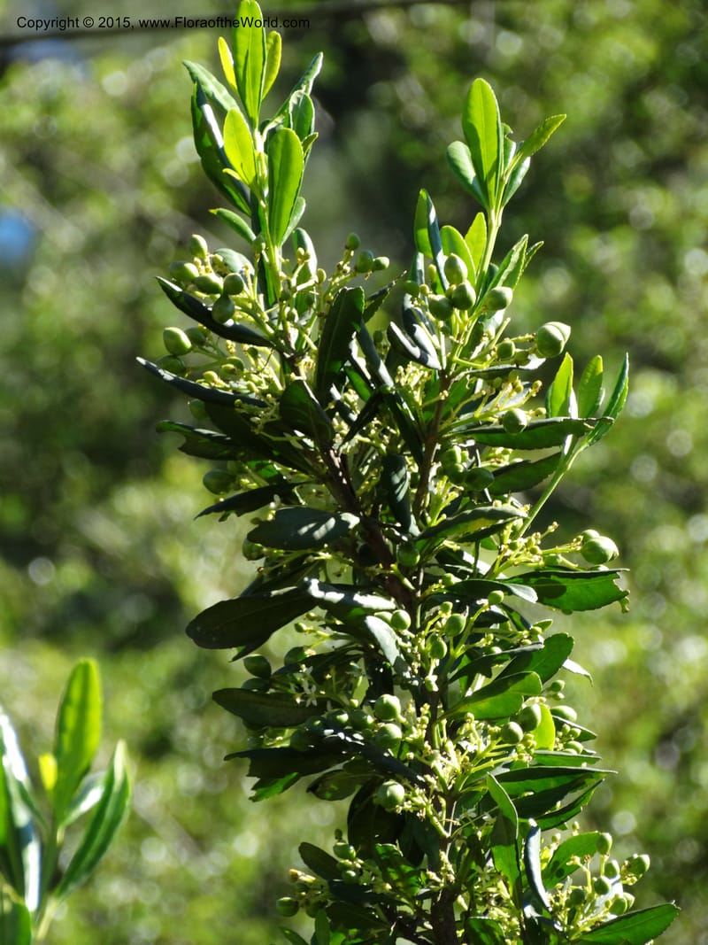 Pitavia punctata, Davidson, C 12801--Chile. L-30-M to Constitution. Jct to Empedrado. 25 Nov 2014. DSC07670 (9).JPG