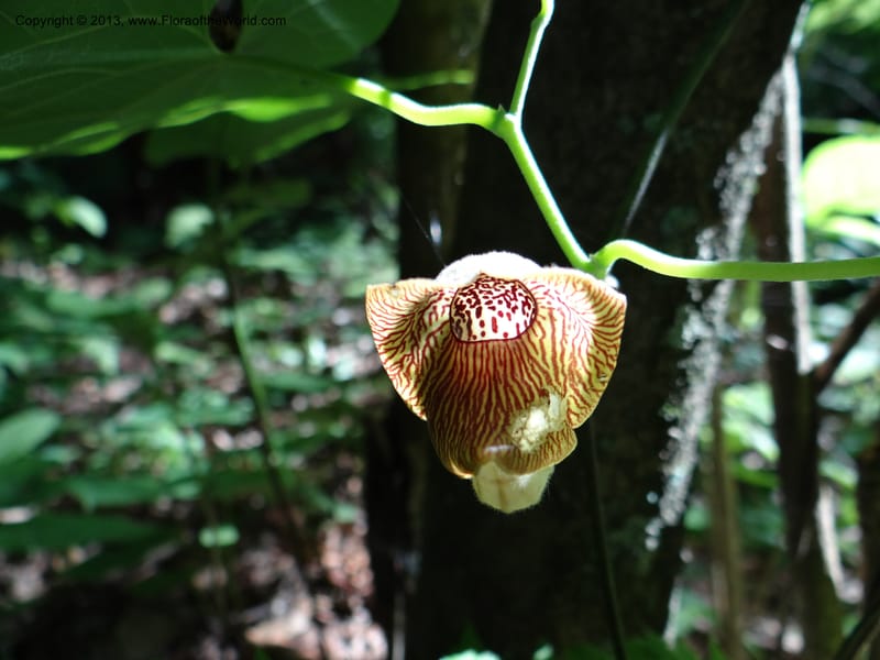 Aristolochia, Li Pan 1205292--China. Zhejiang Prov. Tian Mu Shan. 29 May 2012. DSC00348 (141).JPG