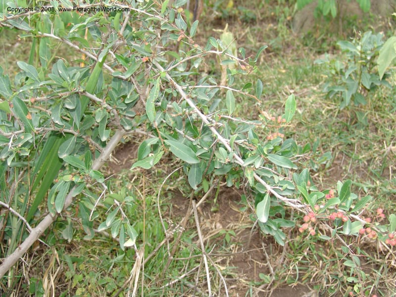 Maytenus heterophyla cf.--Ethiopia. Wendo Genet, near Wabe Shebelle Hotel. 14 Jul 04. 021.jpg