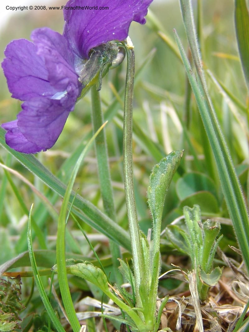 Viola oreades--Georgia. Vic. of Tskhrats'karo Pass. 7 Jun 05. 185.jpg