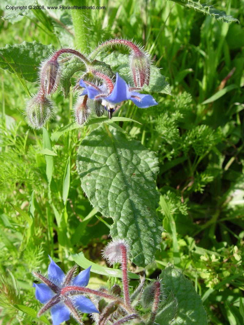 Borago officinalis--Spain. Andalucia. E of Orgiva. Barranco de los Lobos. 14 Apr 04. 068.jpg