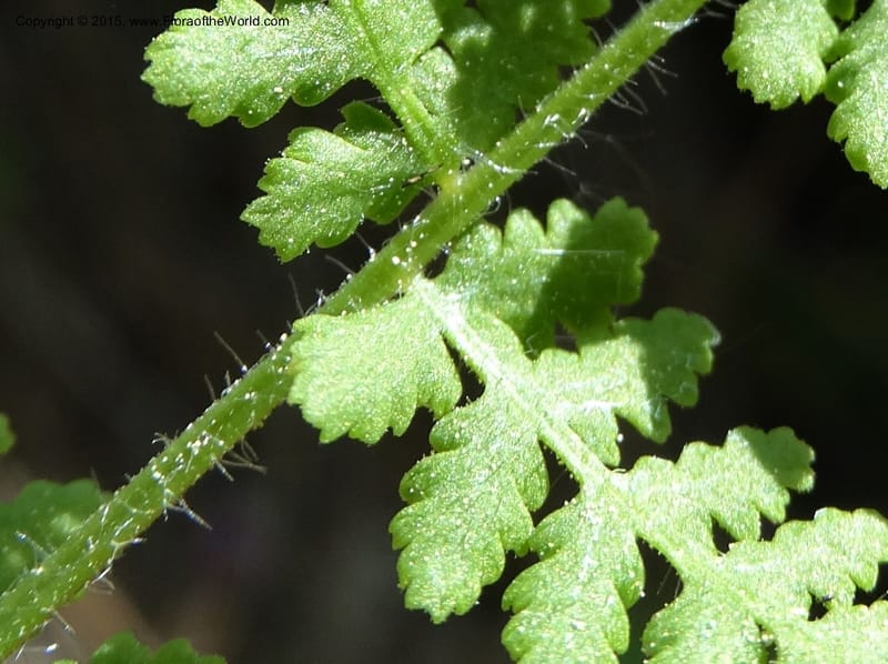 Woodsia scopulina, Davidson, C 12843--Idaho. Valley County. Sylvan Beach. 15 Jun 2015.  (44).JPG