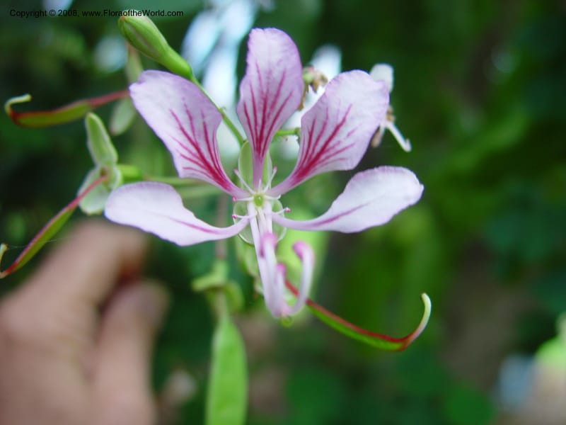Bauhinia yunnanensis--FL. Fairchild Tropical Gard. 8 Apr 03. 027.jpg