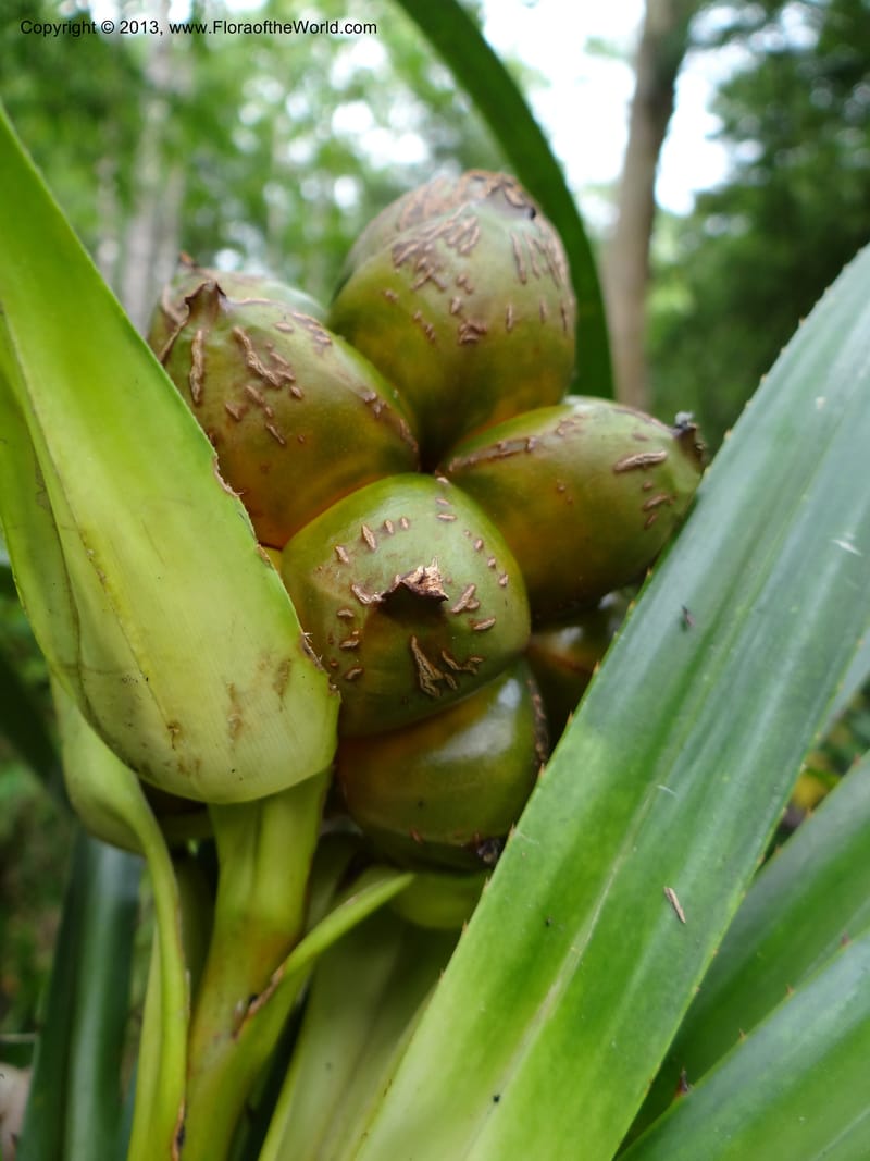 Pandanus calcis, Callmander 1048--Thailand. Prachuap Khiri Khan Prov. Ma Rong Cave. 13 Nov 2012. DSC08906 (90).JPG