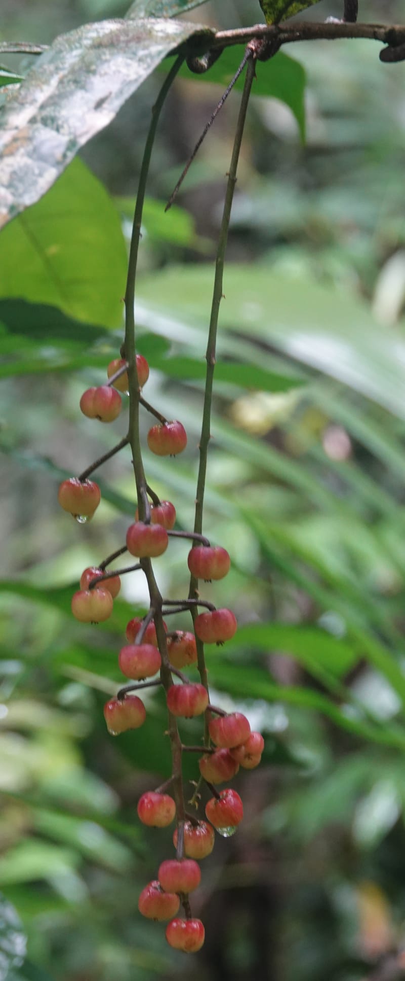 Thecacoris, C. Davidson 14074--Gabon. Raponda-Wallker. 28 Oct 2019. DSC02420 (14).JPG