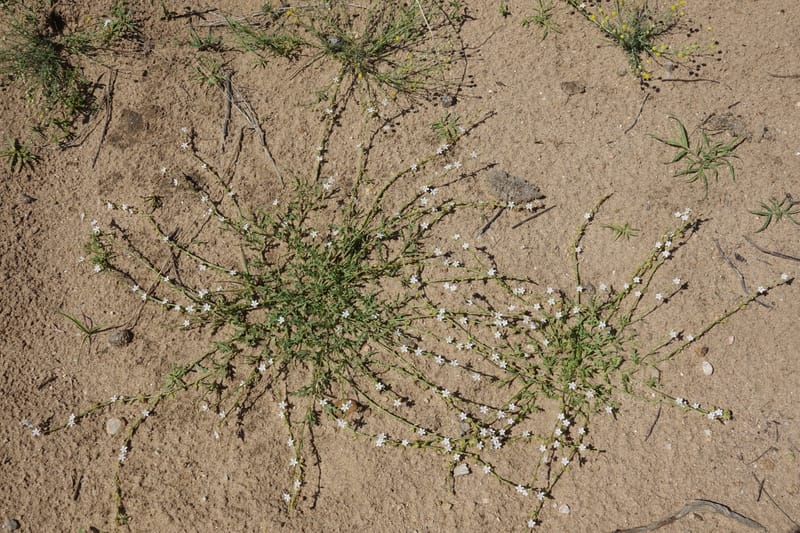 Oxygonum alatum, L. Nanyeni 1143--Namibia. B1 to Rehoboth, Frankie Fredricks St. 15 Mar 2018. DSC00565 (106).JPG