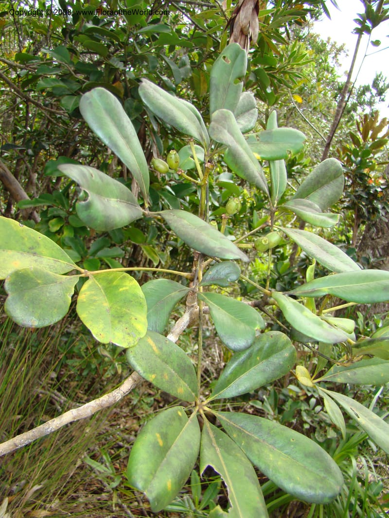 Schefflera crassipes, PLowry6900--N.Caled. Plateau de Poro. 16 Nov 07. 131.jpg