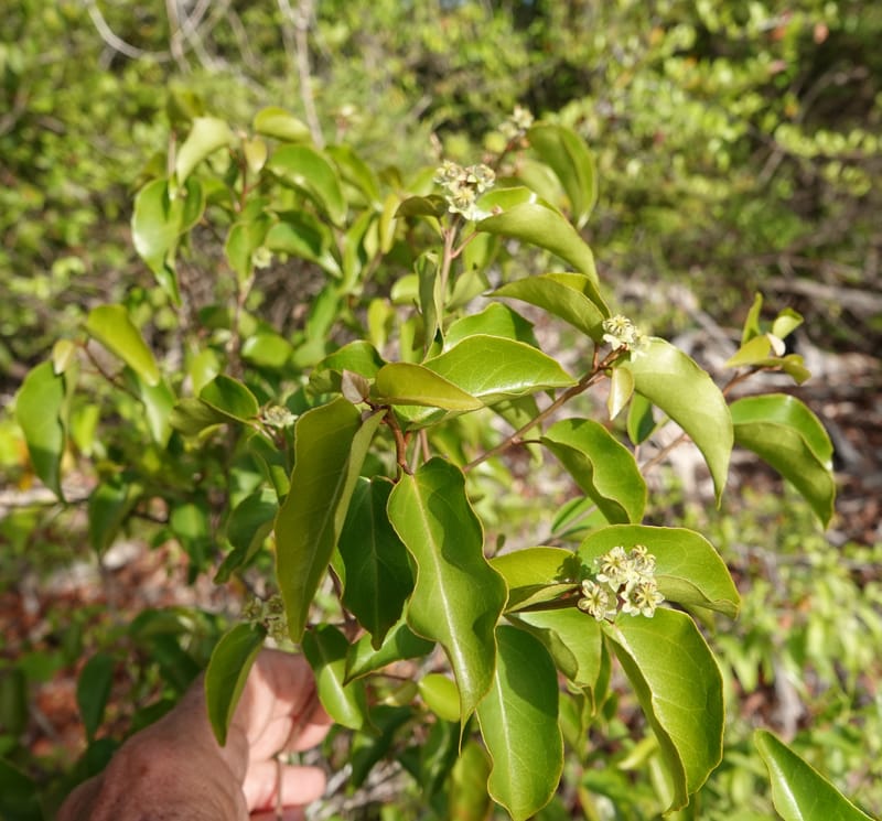 Croton--Belize. Belize Distr. Ambergris Caye. Secret Beach. 13 Jun 2019. DSC09714 (738).JPG