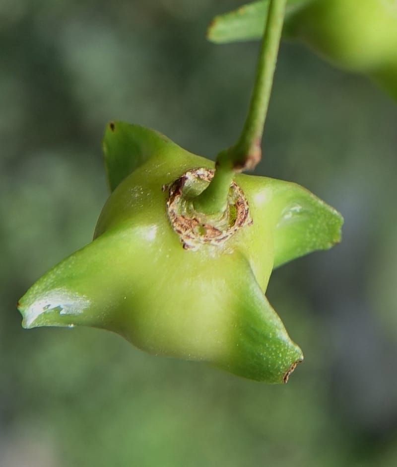 Euonymus sanguineus, D. Boufford 43991--China. Sichuan. Yibailingba-gou. 12 Aug 2017. DSC04660 (421).JPG