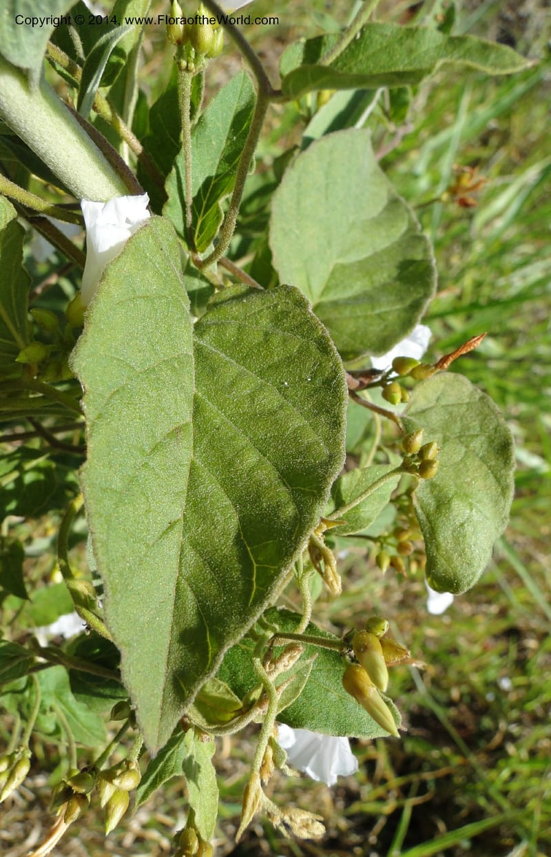 Convolvulus, Stevens,  W. D 31125, Cerro Cora, 16 Mar 2011 1688 (8).JPG