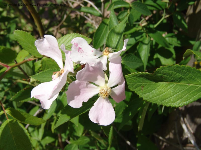 Rosa setigera--TX. Johnson Wildflower Center. 13 Jun 04. 564.jpg