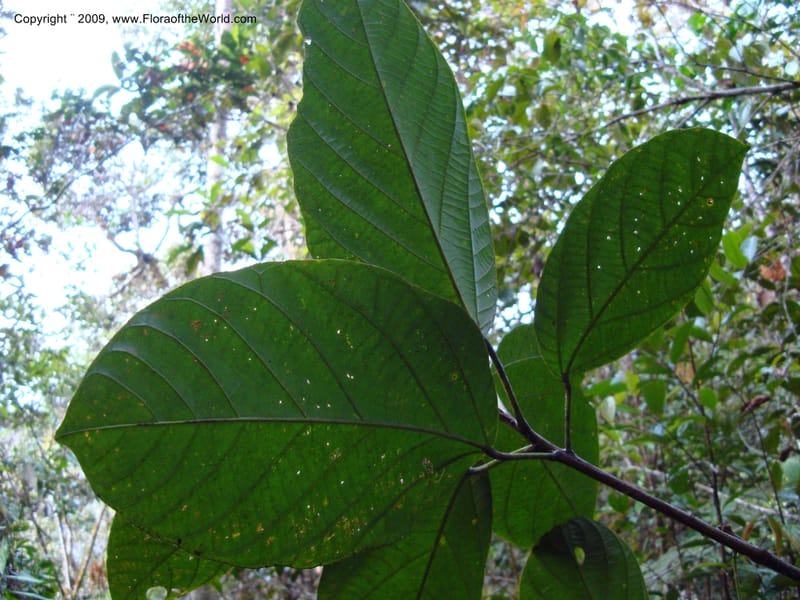 Alchornea, D. Neill 15916--Ecuador.Prov.ZamoraC.WawaimePlotEcuacorriente 22 Sep 2007 338 (6).jpg