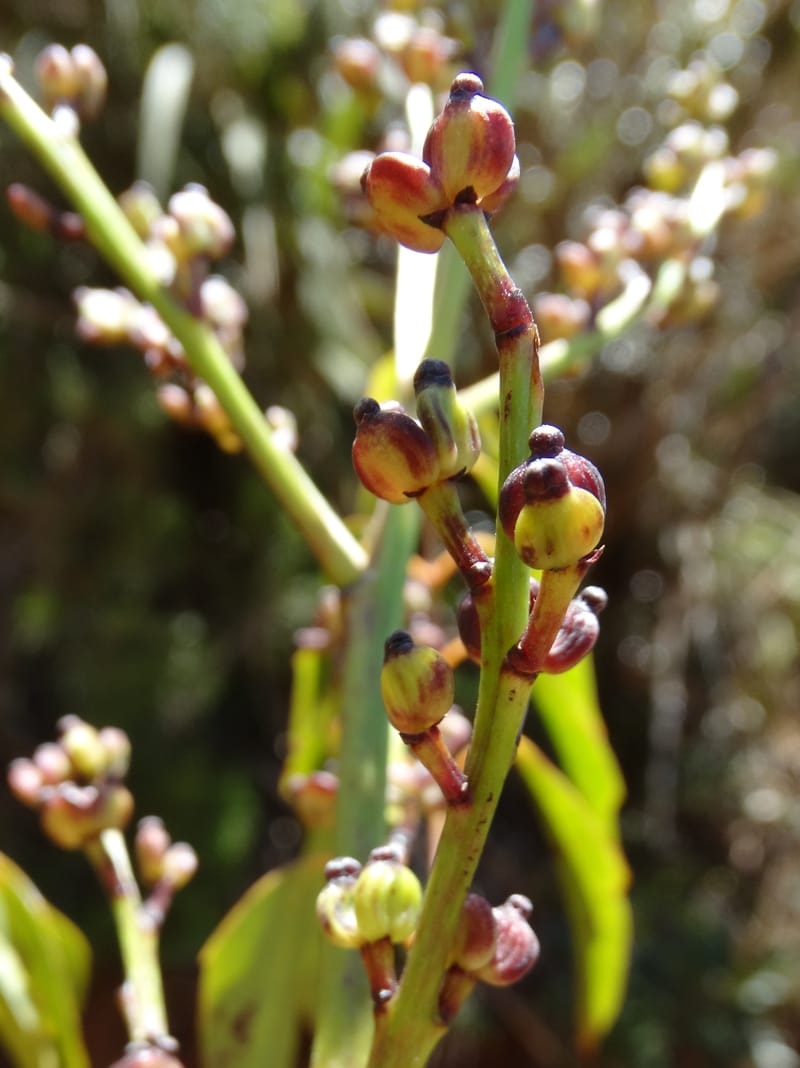 Polyscias, Lowry, P 7417--New Caledonia. PinPin. 20 Nov 2015. DSC03938 (168).JPG