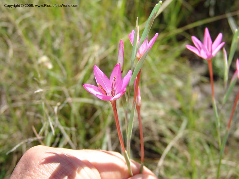 Hesperantha--So.Africa. E. Cape. Waringham Farm, Quanti Area, Stut. 8 Mch 05. 123.jpg