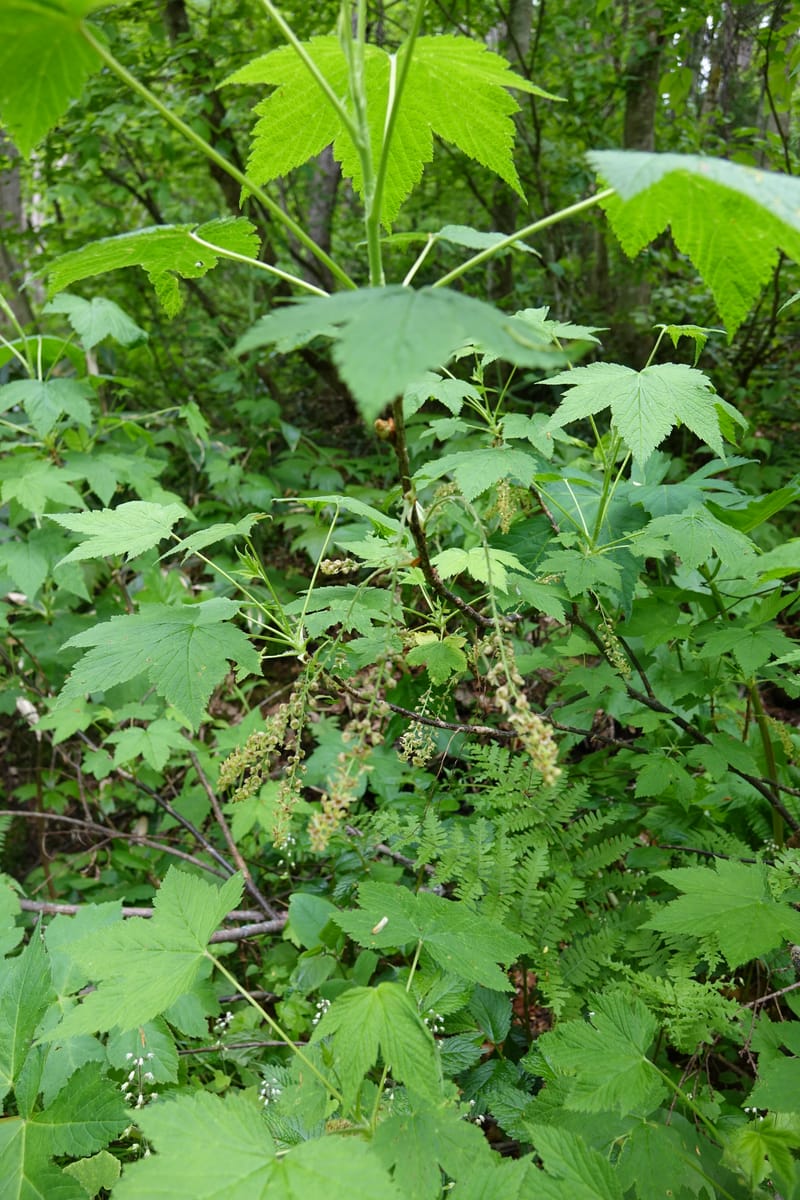 Ribes japonicum--Japan. Niigata. Sasagamine. Yu Memidaira. Forest Therapy Trail. 28 May 2016. DSC04970 (159).JPG