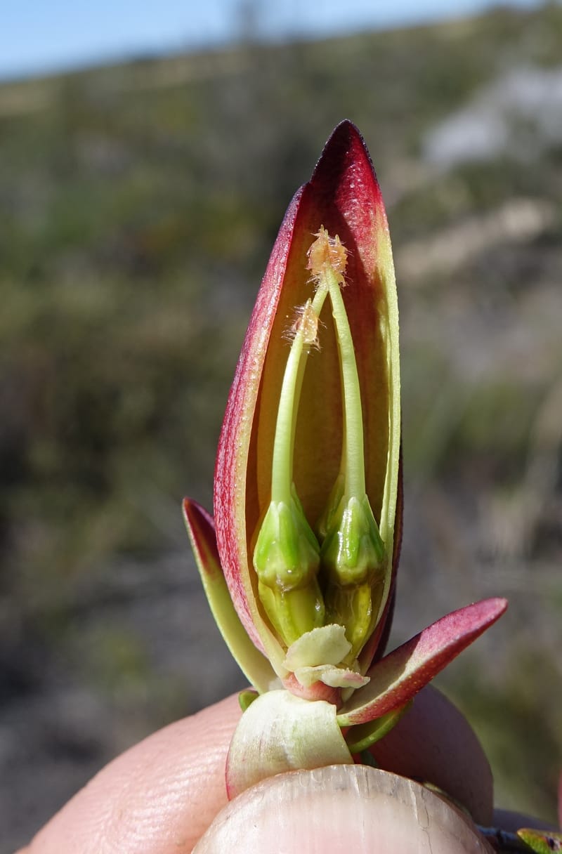 Darwinia speciosa, Davidson, C 13415--Australia. Kingia locality. 23 Oct 2016. DSC04566 (118).JPG
