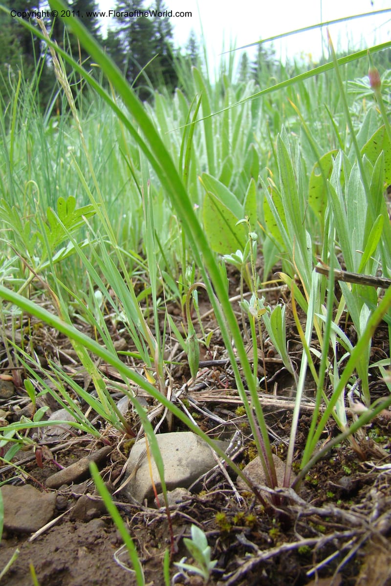 Microseris nutans, C. Davidson 11421--Idaho. Adams Co. Smokey Boulder Rd. 6 June 2009. 175.jpg