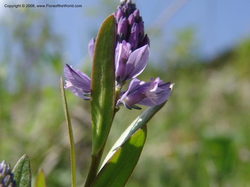 Polygala alpicola--Georgia. Kazbeki . Trail-road to Sameba Church. 2 Jun 05. 025.jpg