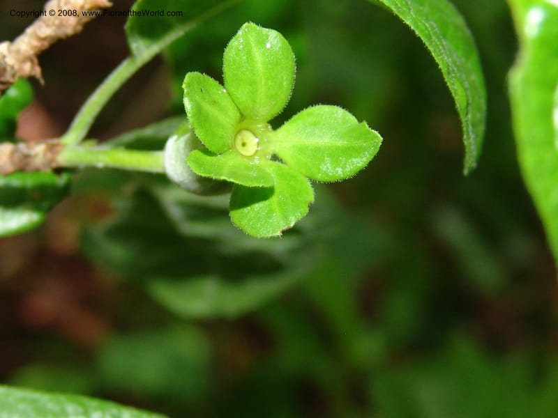 Tapiphyllum, PEzrom262--Tanz. Mahenge F. R.  Mahenge-Ifakara. 16 Feb 06. 190.jpg