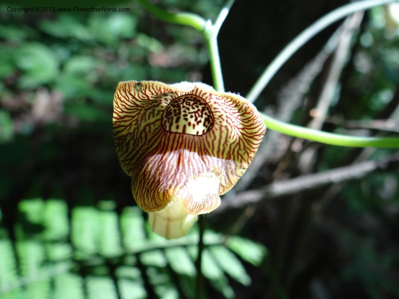 Aristolochia, Li Pan 1205292--China. Zhejiang Prov. Tian Mu Shan. 29 May 2012. DSC00348 (152).JPG