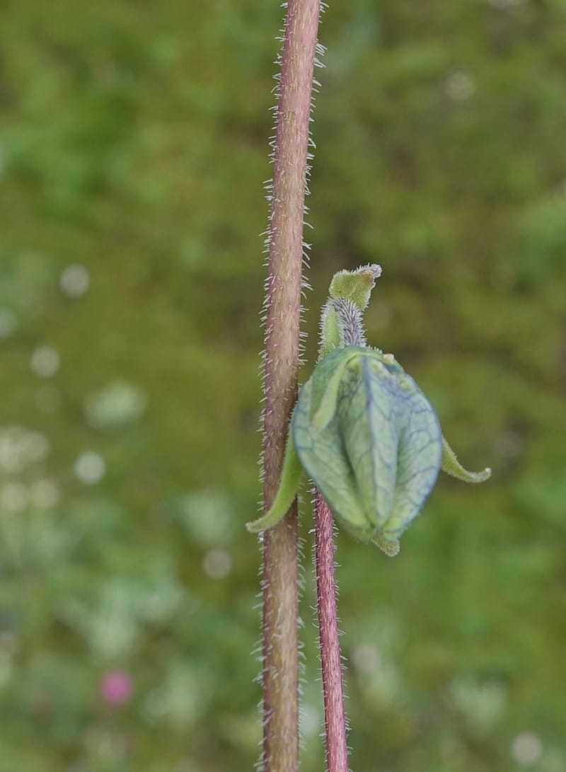 Codonopsis, C. Davidson 13788--China. Sichuan. Daocheng Xian. 14 Aug 2017. DSC05676 (96).JPG