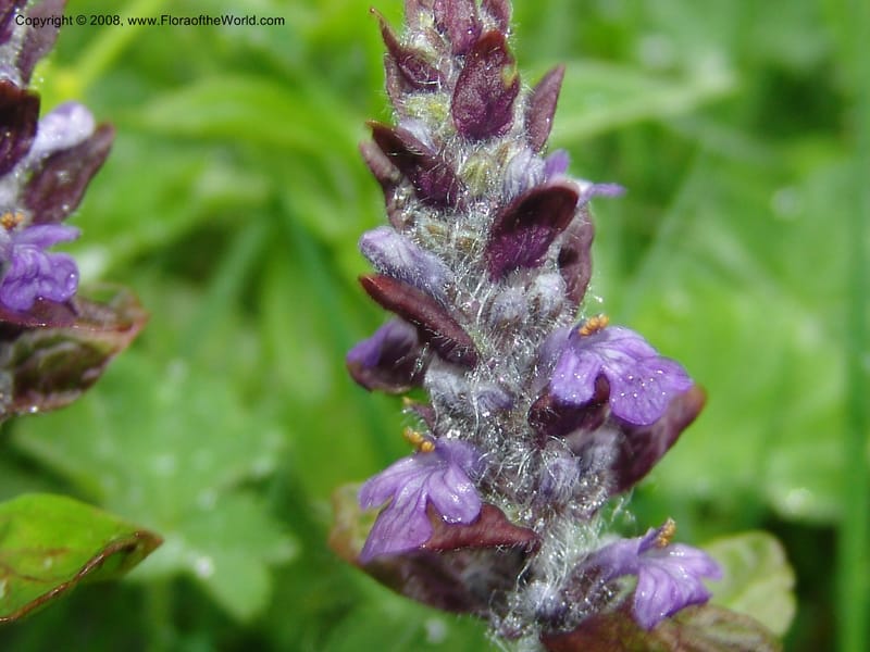 Stachys officinalis--Georgia. 2 km S of Bakuriani, rd to Khrats'koros. 6 Jun 05. 040.jpg
