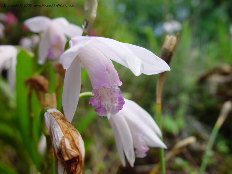 Bletilla striata--France. Paris. Jardin des Plantes. 30 May 03. 015.jpg