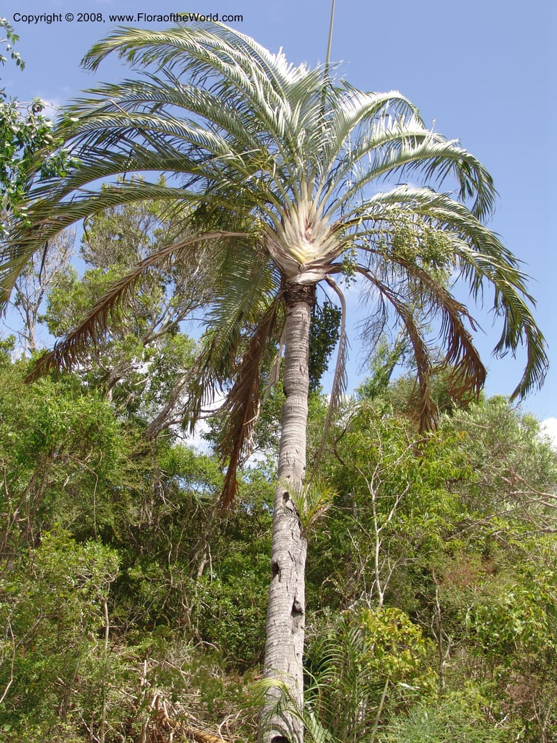 Dypsis decaryi--Madag. Prov. Toliara.  Parc Nat. Andohahela. 22 Jan 06. 123.jpg