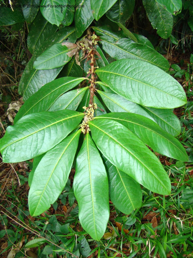 Erythroxylum macrophyllum, B. Hammel 24675--Costa Rica. Prov. Limon. Selva Bananito Lodge. 12 Apr 08. 009 (5).jpg