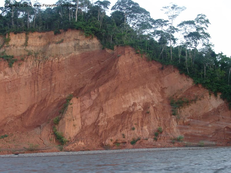 Rio Tuichi, upriver from Chalalan--Bolivia. Pq. Nac. Madidi. near San Jose de Uchup. 29 Nov 04. 035.jpg