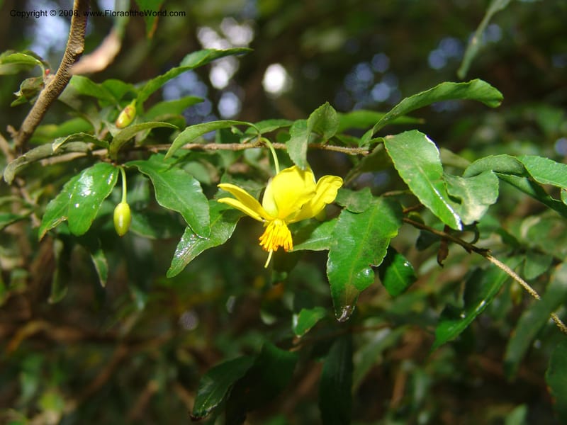 Ochna gomphostigma--So.Africa. Mpumal. Moodie Mts.  18 Mch 05. 294.jpg