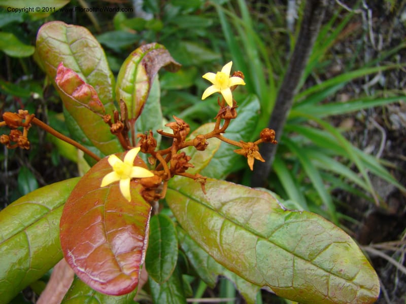 Argophyllum,  Munzinger, J 4878--New Caledonia, Prov S, Mt Dzumac, 20  Nov 2007, DSC07047 (3).jpg