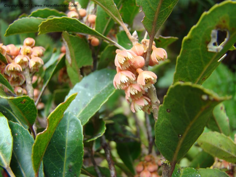Elaeocarpus, Munzinger, J 4750--New Caledonia, Prov N, Mt. Mandjelia,  13 Nov 2007 201 (1).jpg
