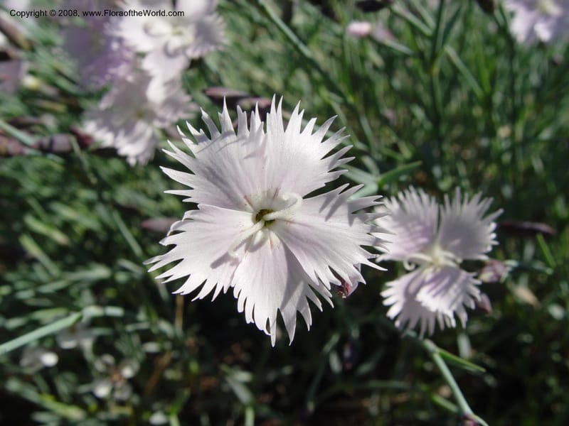Dianthus anatolicus, 2001.0249--Spain. Barcelona Botanic Garden. 21 Apr 04. 037.jpg