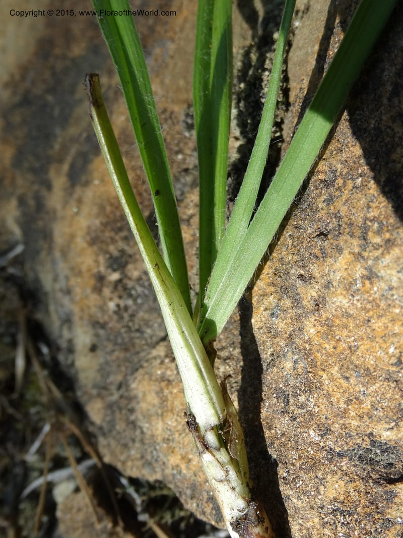 Hypoxis hirsuta, Davidson, C 12977--North Carolina. Clay Co. Buck Cr. 13 May 2015. DSC04619 (188).JPG