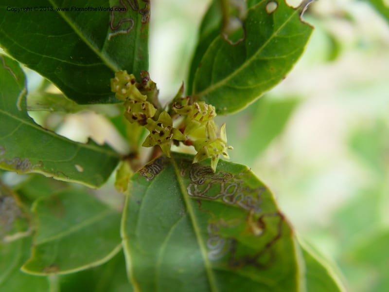 Rhamnus alaternus--Spain. Gran.Prov. 4 km S Jct. Albondon-Albunol, C333. 1 (55).jpg