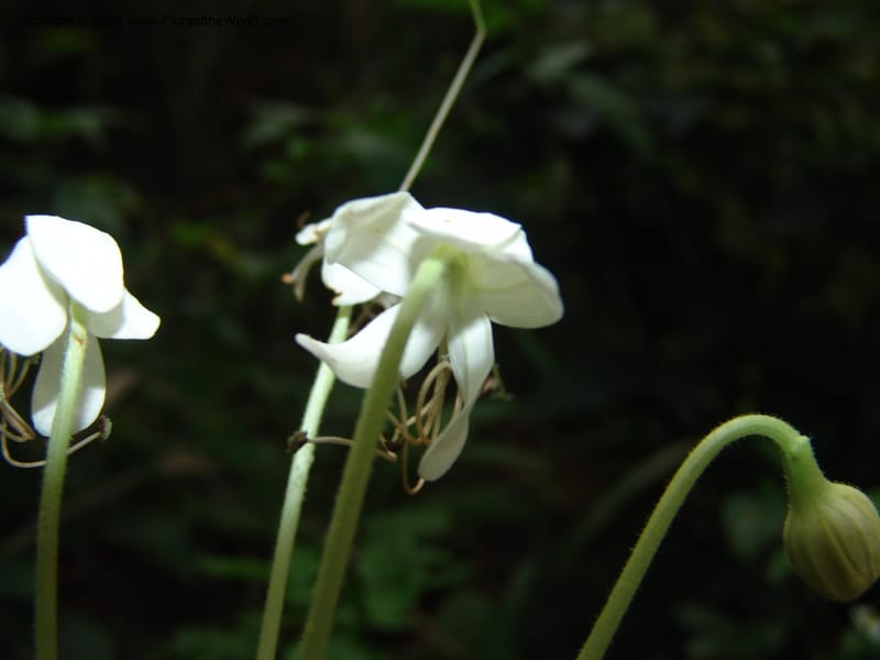 Clerodendrum zambesiacum cf, W4519--So. Afr. Mpumal. Karino, Whyte Thorne Gdn. 14 Mch 05. 128.jpg