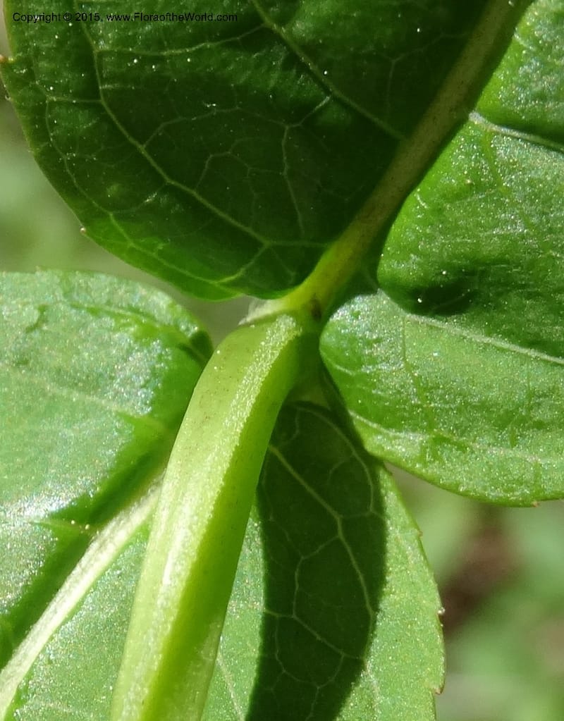 Diervilla sessilifolia, Davidson, C 13068--North Carolina. Haywood Co. NC 215 north of BRP. 21 May 2015. DSC07039 (16).JPG