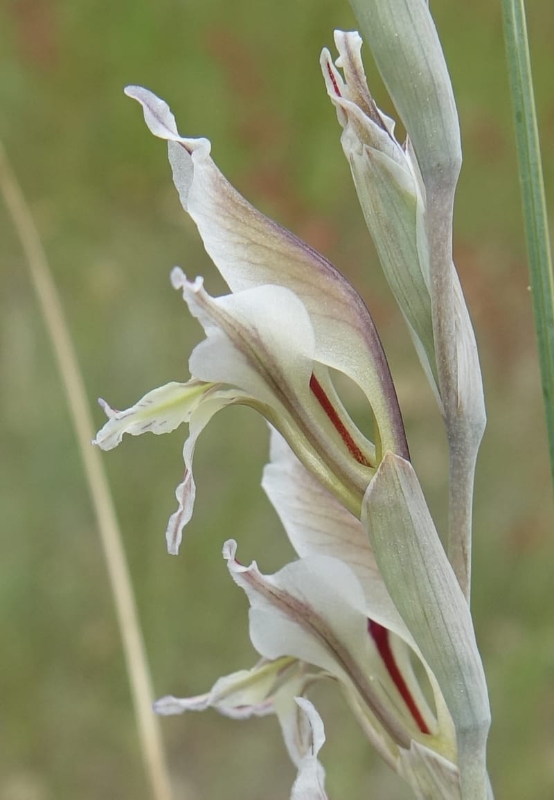 Gladiolus permeabilis, L. Nanyeni 1274--Namibia. Hwy D2859. Odom 418. 30 March 2018. DSC04324 (100).JPG