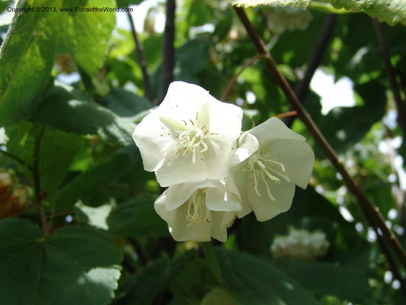 Dombeya torrida--Kenya. Egerton Univ. Bot. Gard, Njoro. 10 July 04. 034.jpg