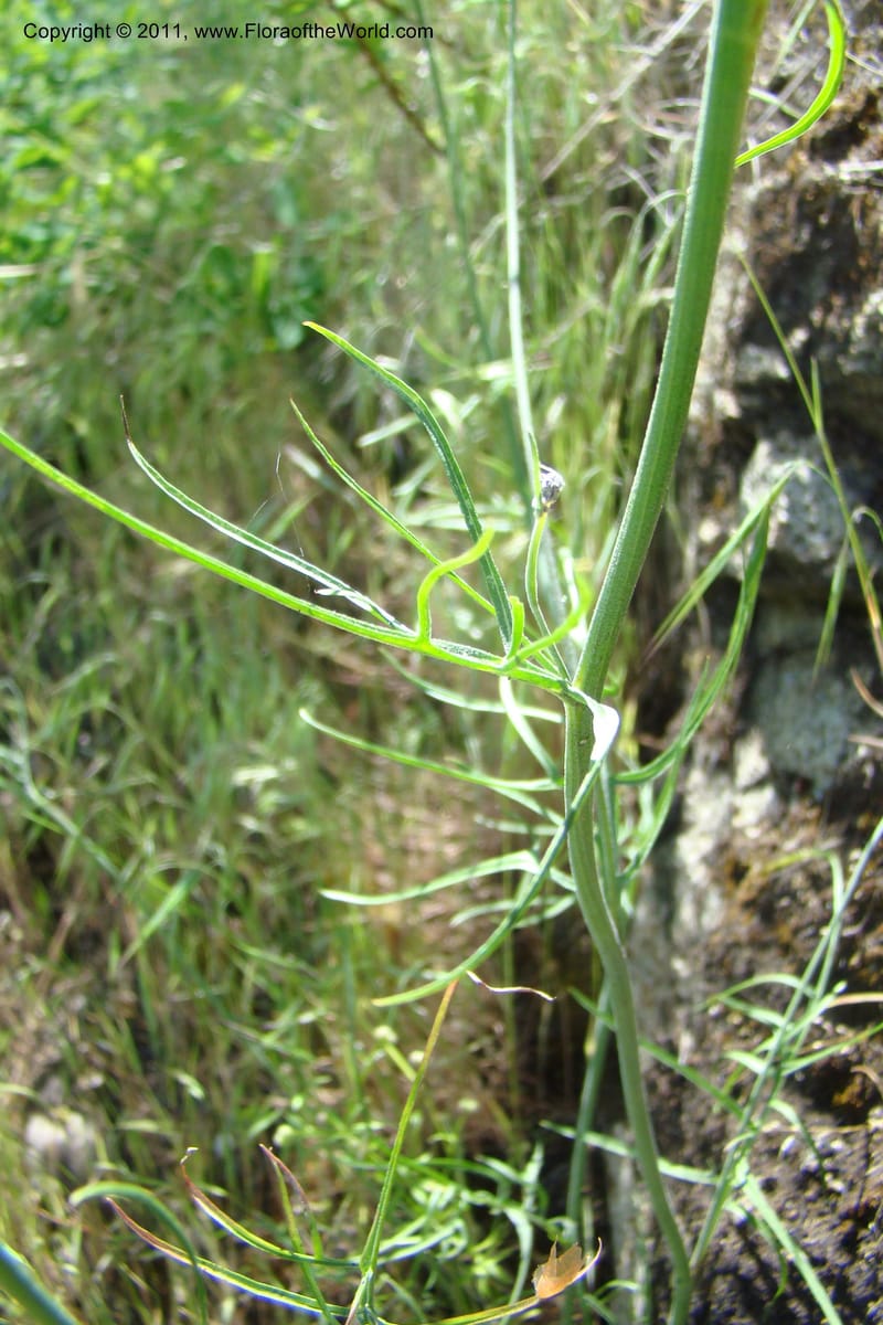 Crepis atrabarbata, C. Davidson 11389--IIdaho. Idaho Co. Salmon River. Shepp Ranch. 28 May 2009. 184.jpg