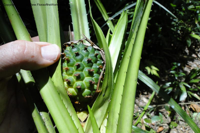 Pandanus tonkinensis, Regalado 1861--Viet Nam. Unknown mountain. 10 May 2011. 162 (47).jpg