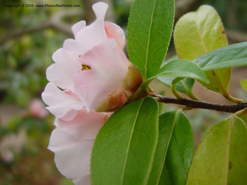 Camellia pitardii var. yunnanica, 54.0431--CA. UC Berkeley Bot. Gard. 11 Feb 03. 012.jpg
